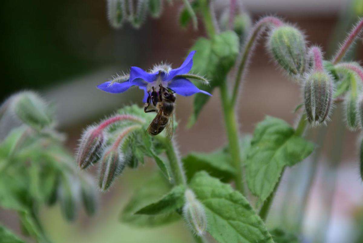 Bienenrettung, let them bee, Borretsch, Bienenblumen, Wunderle, gefertigt in Werkstätten für behinderte Menschen