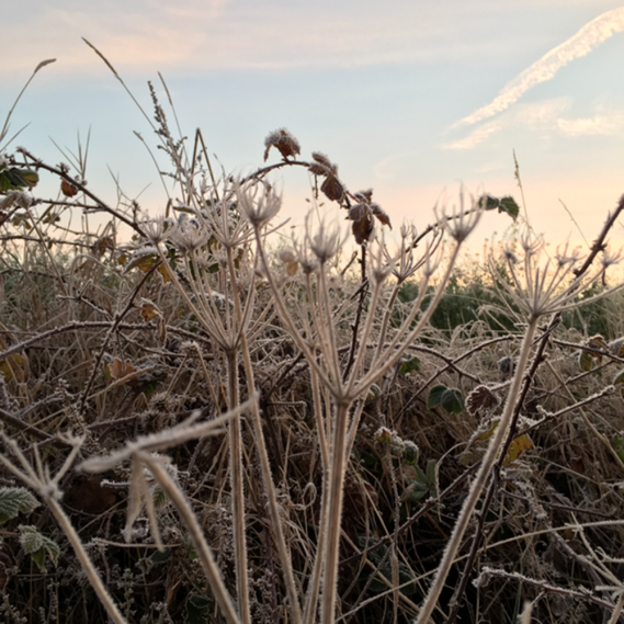 Gefrorene Gräser, knackig kalt, Natur, Hunderunde