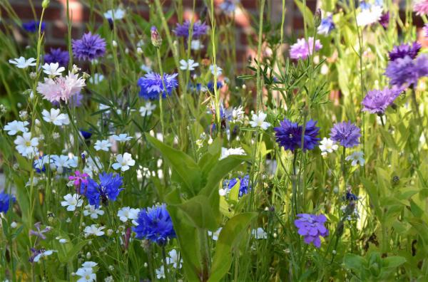 Bunte Blumenwiese, Bienenrettung, Kornblumen, Sommerglück, Bienenlieblingsblumen