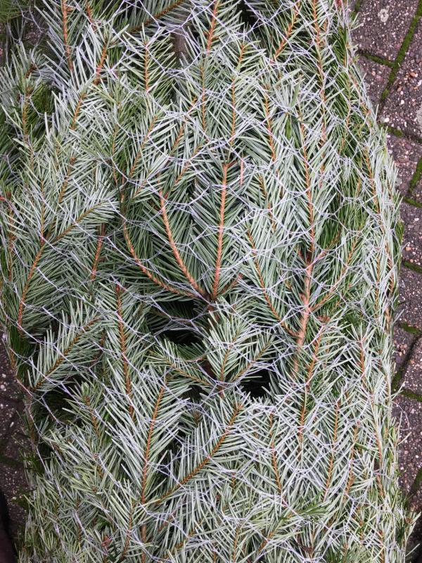 Tannenbaum, ungeschmückt, ins Netz gegangen, Weihnachten, Fest der Liebe