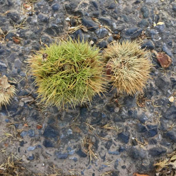 Esskastanien, Herbst, Herbstboten, Stachelig