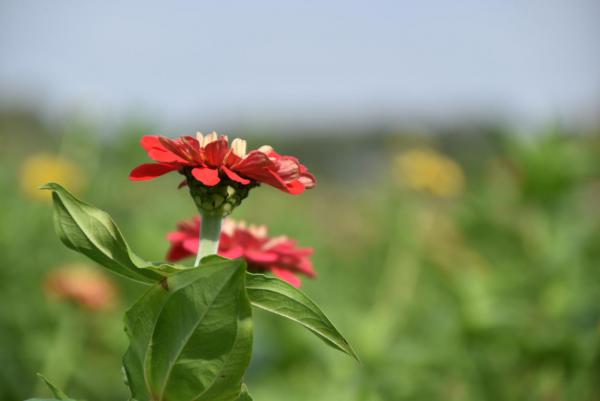 Zinnie, Blumenfeld, Herbst, letzte Blumen