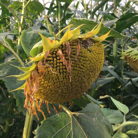 Verblühende Sonnenblume vor Maisfeld