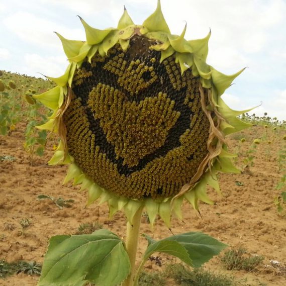 Sonnenblumenkopf mit eingeritztem Herz