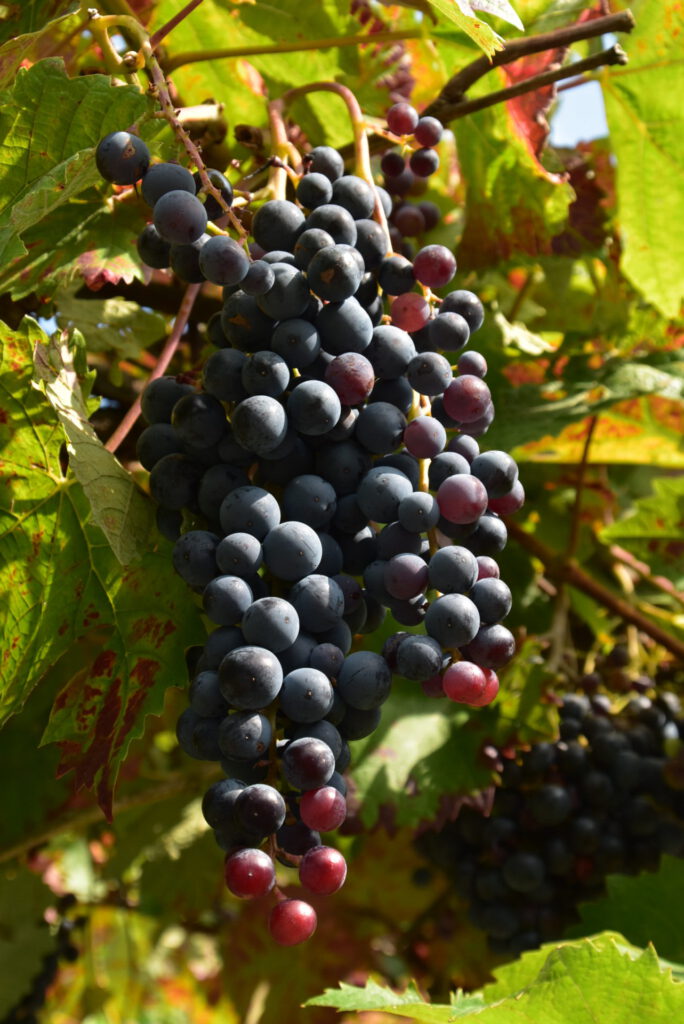 Weinlaub und blaue Weintrauben