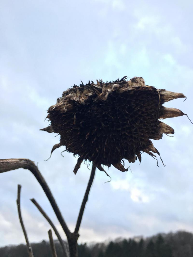 Sonnenblume verblüht, düster, traurig, dunkel, save the bees, Bienenrettung, selbstaussäend