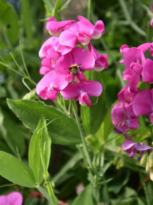 Duftwicke, pink, Lieblingsblumen, Gartenglück, la vie en rose