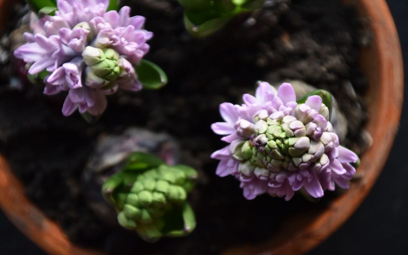 Hyazinthen, Frühling, Blumenliebe, die kleinen Dinge, Ostern, im Anflug