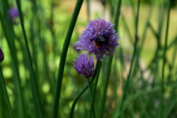 Schnittlauchblüte, Bienenrettung, Gartenglück, gesund, aus eigenem Anbau, Hochbeet