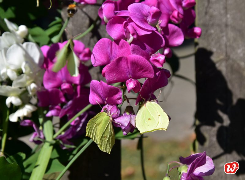 Zitronenfalter, Schmetterlingsgarten, Wicken, Insektenschutz, insektenfreundliche Gärten