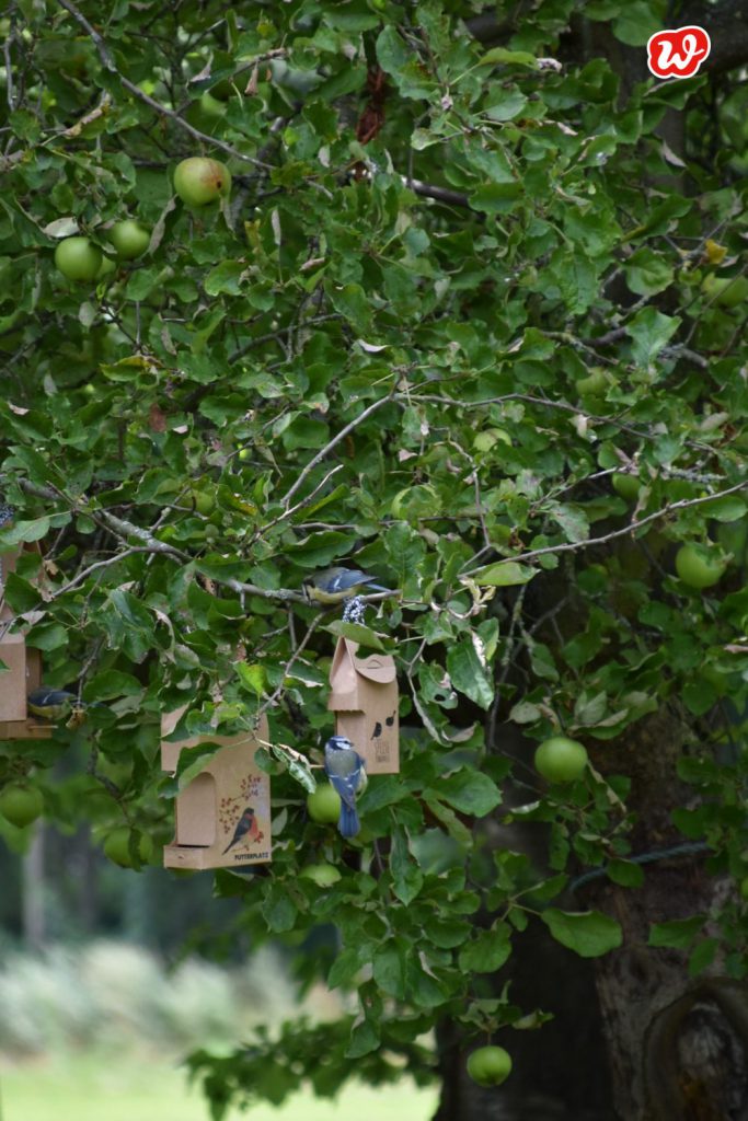 Wunderle Futterkammern in baum hängend mit Meisen