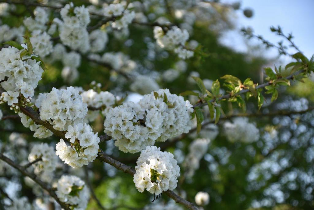 Kirschblüte, Frühling, Gartenzeit, 