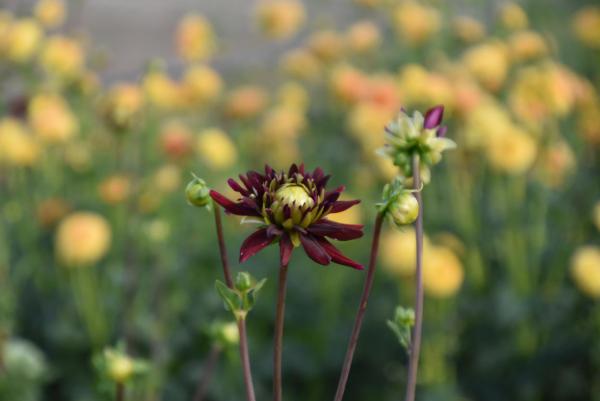 Dahlie, Blumenfeld, Sommerglück, summervibes, Glücklichmacher, Blumenpflückerin