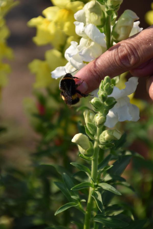 Biene, Biene an Finger, Löwenmul, Bienenparadies, Sommerglück, Blumenliebe