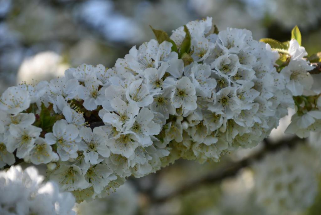 Kirschblüte, Obstbaum, Frühling, Gartenzeit, Wunderle, die kleinen Dinge