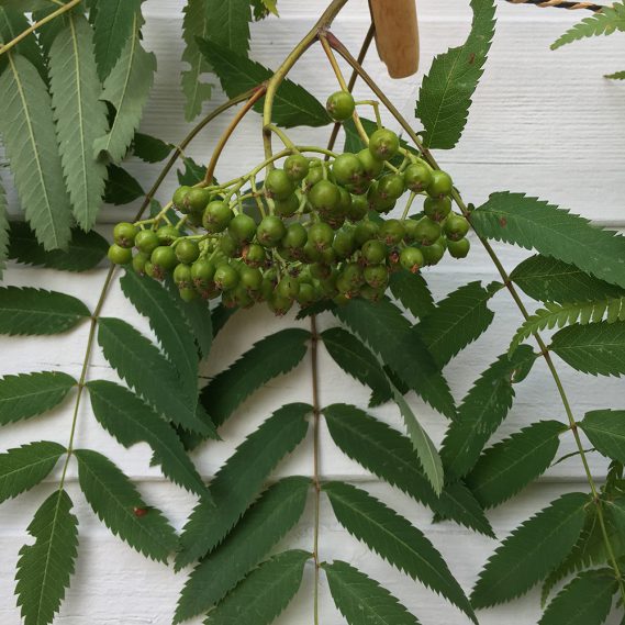 Grüne Vogelbeeren nah