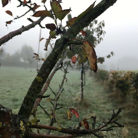 Feine Spuren von Spinnennetz in einem kahlen Baum