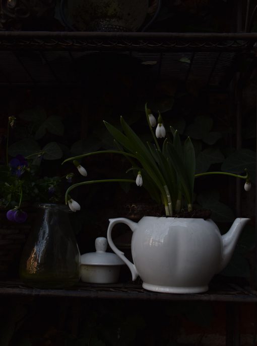 Moody, Schneeglöckchen, Frühling