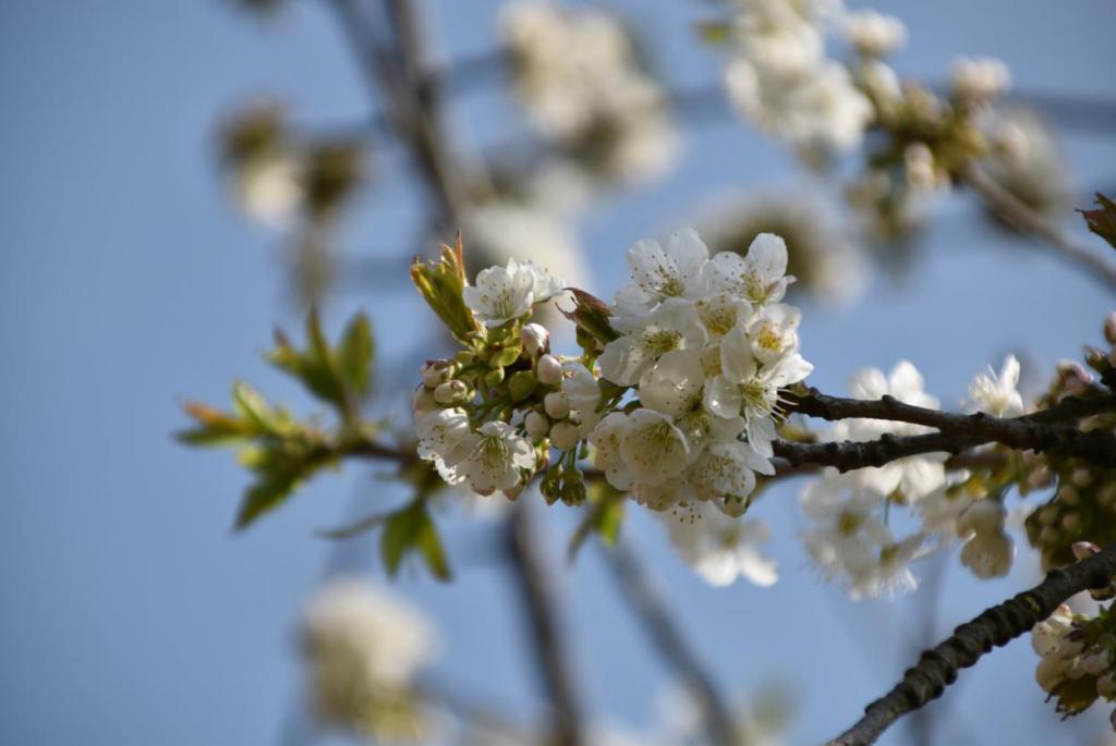 Frühling, Kirschblüte, Obstbaum, Gartenzeit, Draussenzeit, blauer Himmel