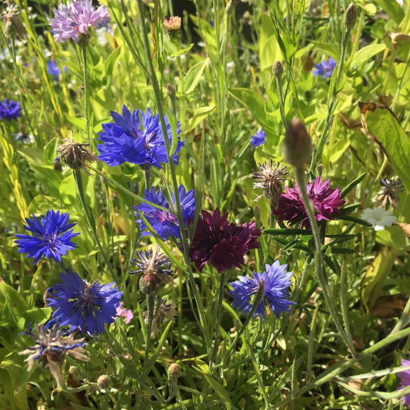 Bienenrettung, Bienenblumenwiese, lecker, Naturschutz, Augenschmaus