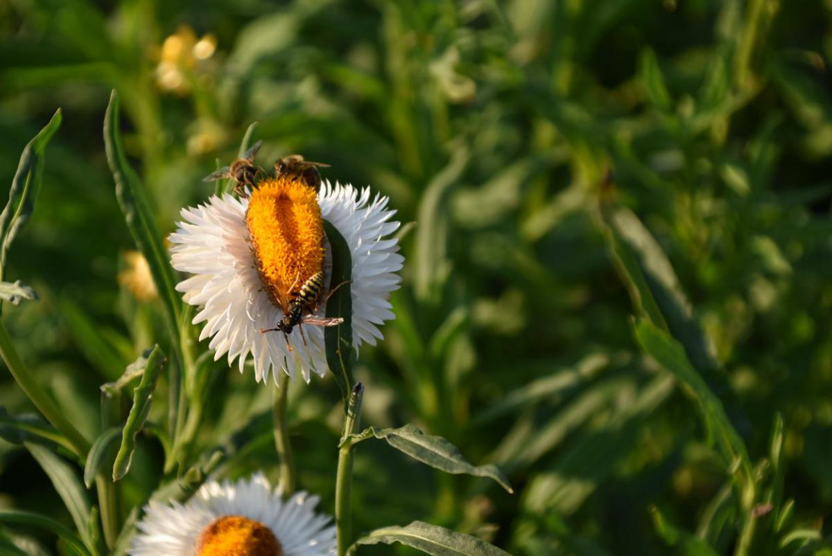 Wespen, Blume, Insekten, Sommer, Insekten schützen, Wunderle, gefertigt in Werkstätten für Menschen mit Behinderung