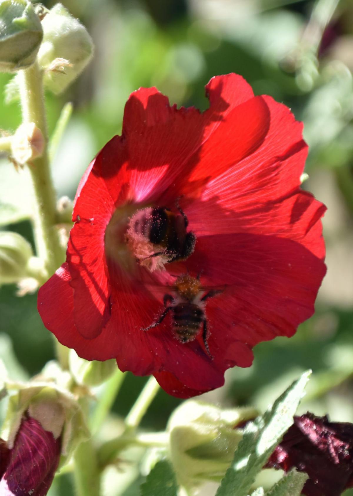 Bienenrettung, lecker, Honig, Bienenblumen, ntürlichen Lebensraum schützen