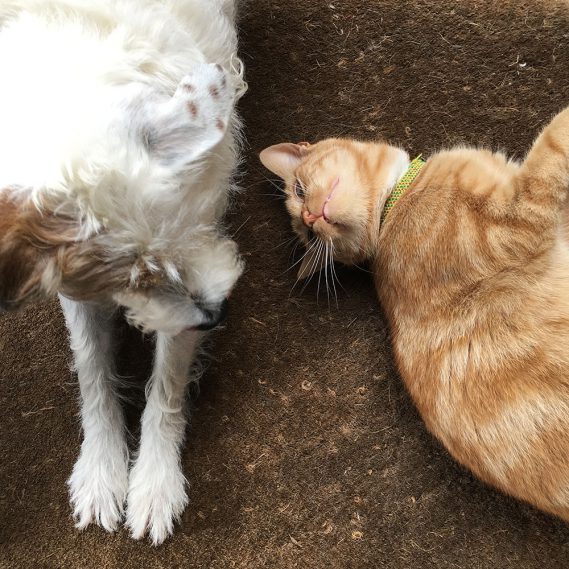 Wunderle, Freunde, Hund und Katze, Gegensätze ziehen sich an