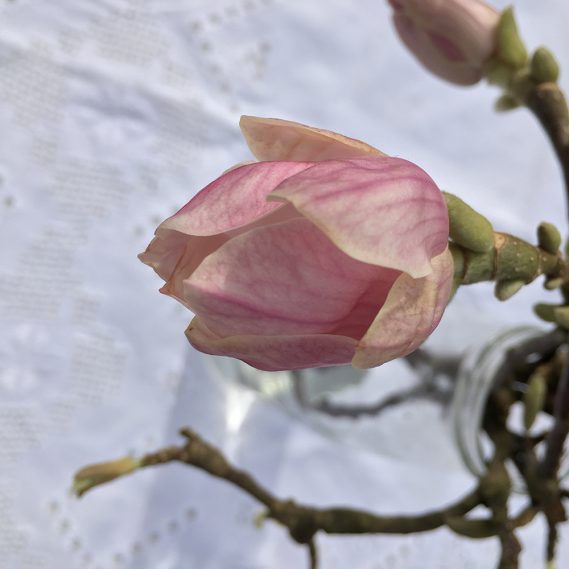 Magnolienblüte von oben