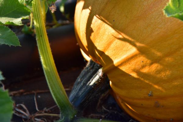 Kürbis, lecker, Pummelchensaison, Herbstküche, vom Feld, lecker