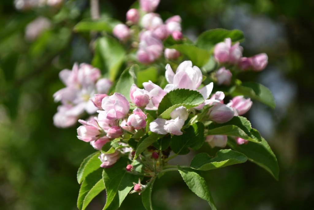 Frühling, Obstblüte, es grünt, Gartenzeit, Draussenzeit