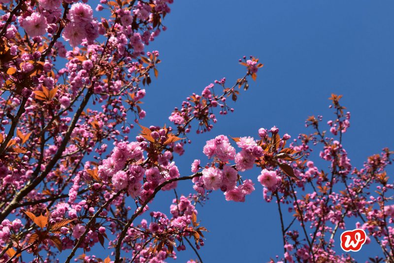 Mandelblüte, Frühling, Natur, Rosa