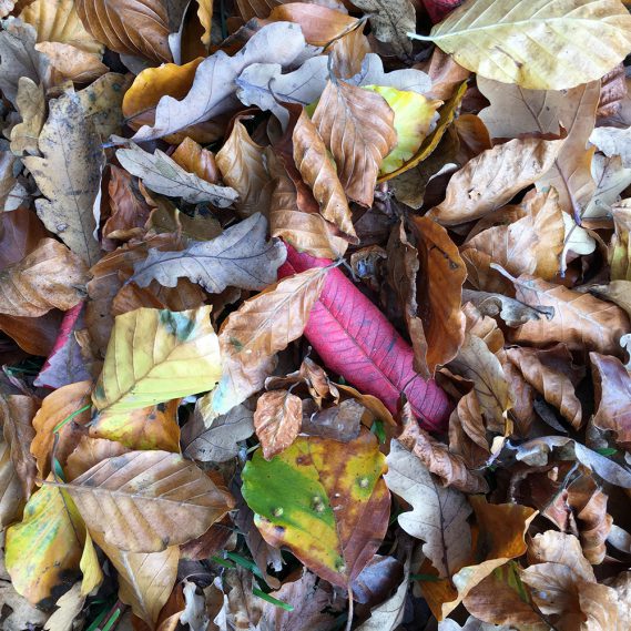 Herbststimmung, Close Up auf farbige Herbstblätter