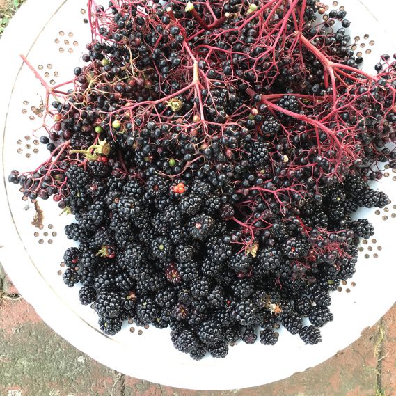 Holunderbeeren und Brombeeren reif in weißem Durchschlag