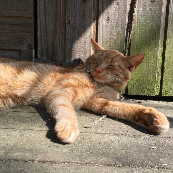 Roter Kater schlaftrunken vor Holzbude