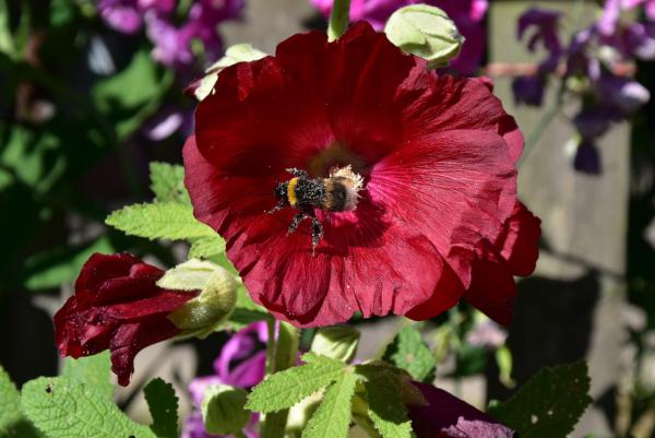 Stockrose, Bienenrettung, Biene bei der Arbeit, summ summ herum, Fleißige Bienchen, Sommerglück