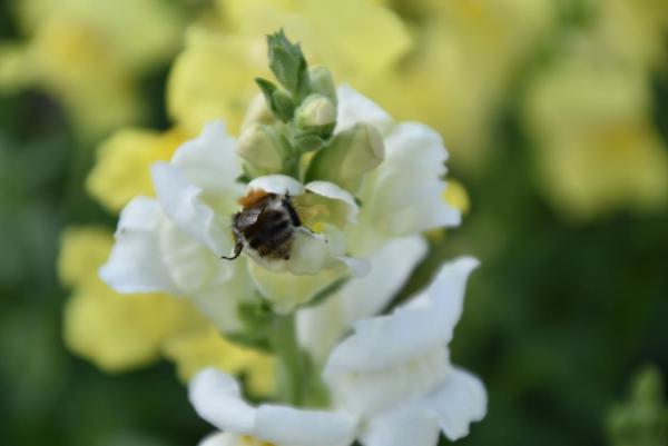 Löwenmäulchen, Biene, Bienenrettung, lecker, Blumenfeld, von Blumen und Bienen