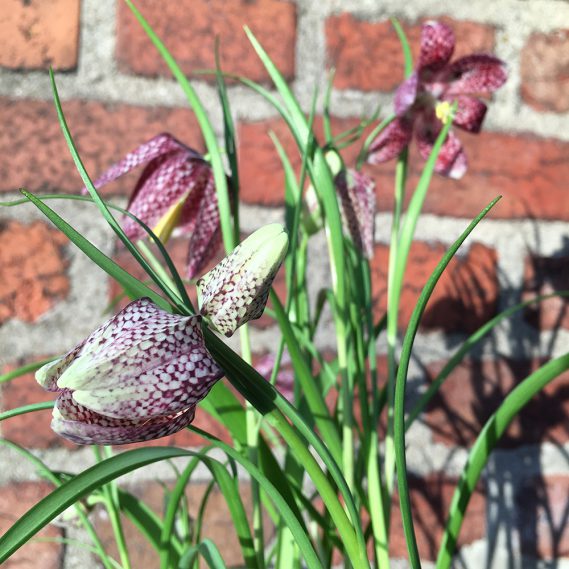 Mehrere Blüten im Sonnenlicht