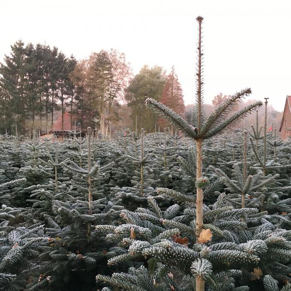 Tannenbäume, gefroren, Weihnachten, Advent, 