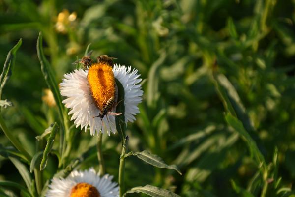 Blumenfeld, Wespen, Insekten, Natur, Leben und leben lassen