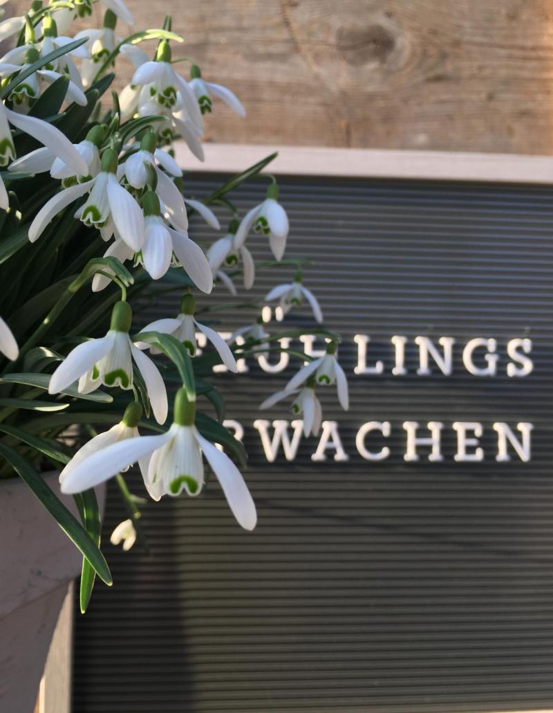 Frühling, Frühlingserwachen, Letterboard, Schneeglöckchen, Explosion