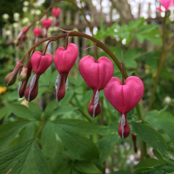 Blume, Frühling, Draussenzeit, Tränendes Herz, Blüten, Gartenzeit, Herzchen