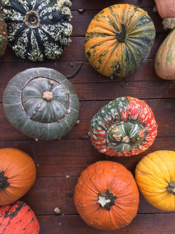 Kürbis, Herbstboten, Kürbisparade, lecker, Dekoration