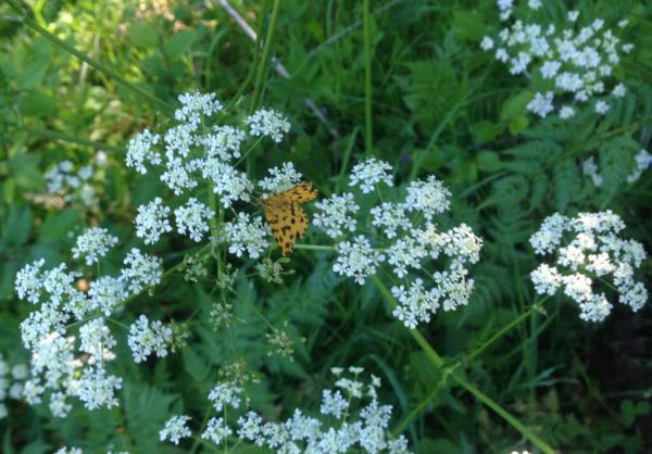 Frühling, Unkraut mit Schmetterling, Natur, Draussenzeit, die kleinen Dinge, Natur, Freude, Schmetterling