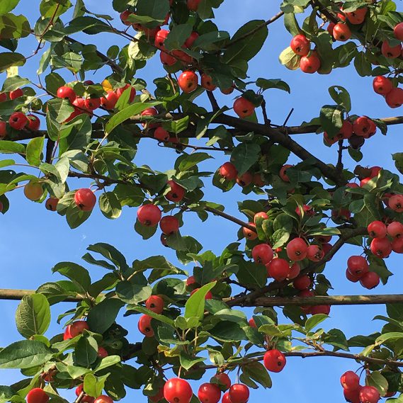 Zieräpfel vor blauem Himmel auf Spalier