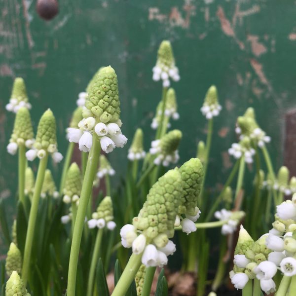 Perlblumen weiß, Frühling, Frühjahrsboten, Blumen