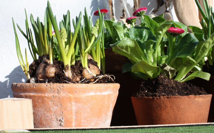 Weiße Bellis und Pinke Gänseblümchen 