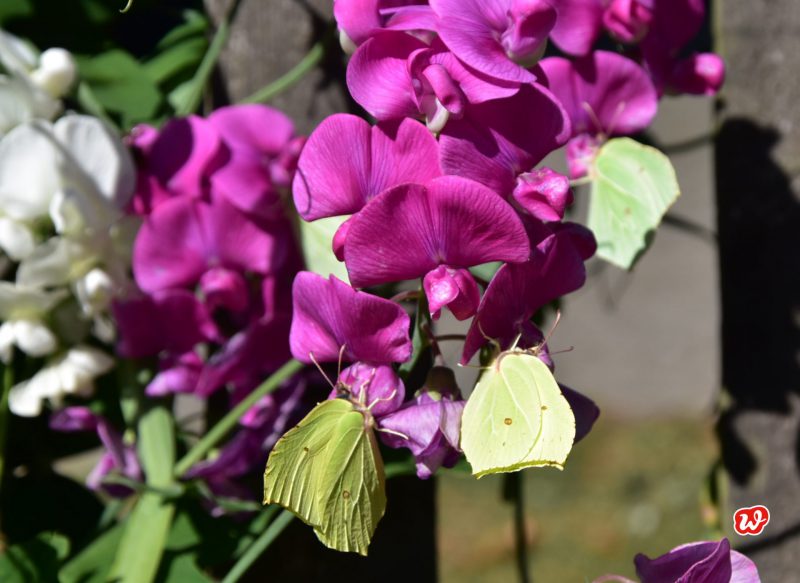 Schmetterlinge, Zitronenfalter, Natur, Schmetterlingsrettung, Wicken