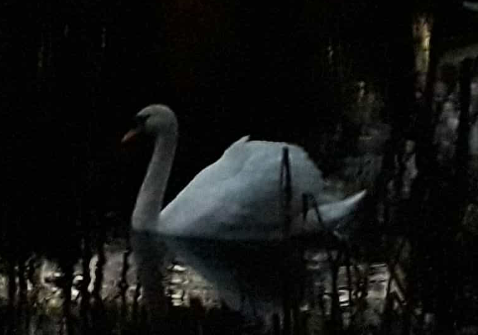 Schwan, Moody Stimmung, schwimmender Schwan auf See, Dunkelheit