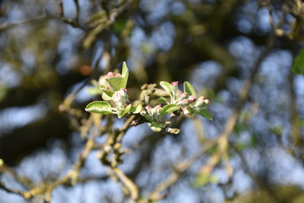 Apfelblüte, Frühling, es grünt, Gartenzeit