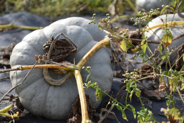 Grüner Kürbis, Herbst, lecker, Blumenfeld